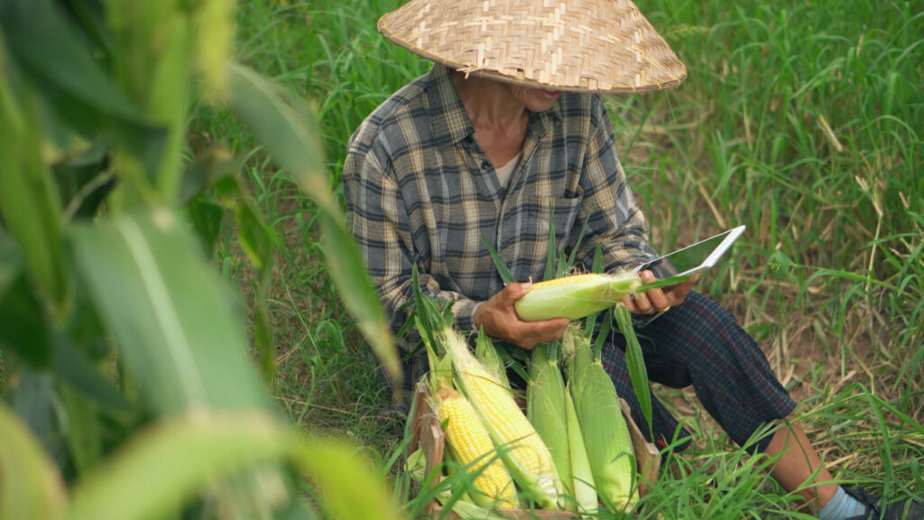 Seasonal agricultural jobs in the USA during harvest season